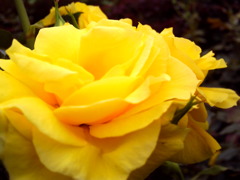 Friesia