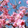 梅
