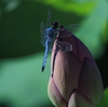 Lotus10