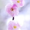 梅の花三兄弟