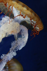 Chrysapra fuscescens