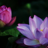 Lotus02