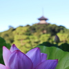 Lotus07