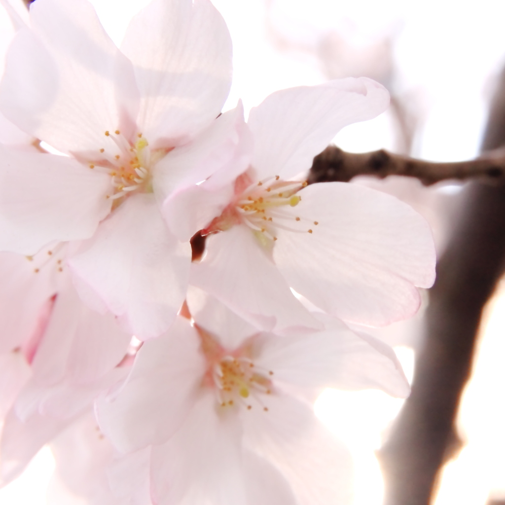 心に花を　～　癒し