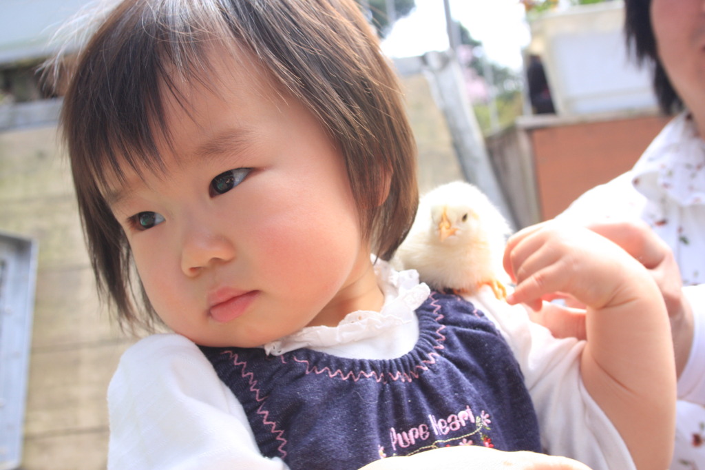 ひよこ・・・・かわいいんだけどなぁ・・・・