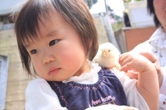 ひよこ・・・・かわいいんだけどなぁ・・・・