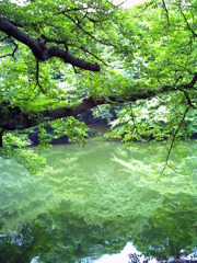 池に映る新緑