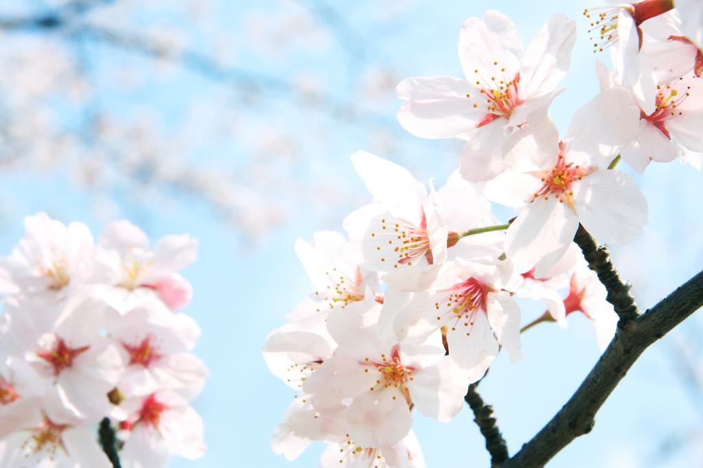 心に花を　～皆笑顔で！