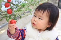 このトマトはいいねぇ!