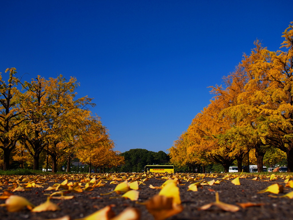 Colored leaves of Tokyo