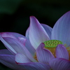 Lotus00