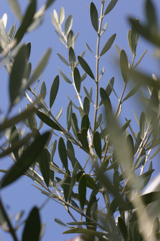 ハートの葉っぱ見つかった？