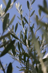 ハートの葉っぱ見つかった?