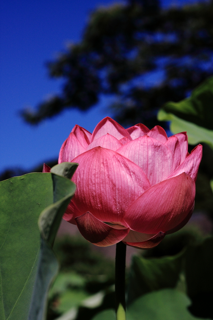 Lotus05