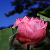 Lotus05