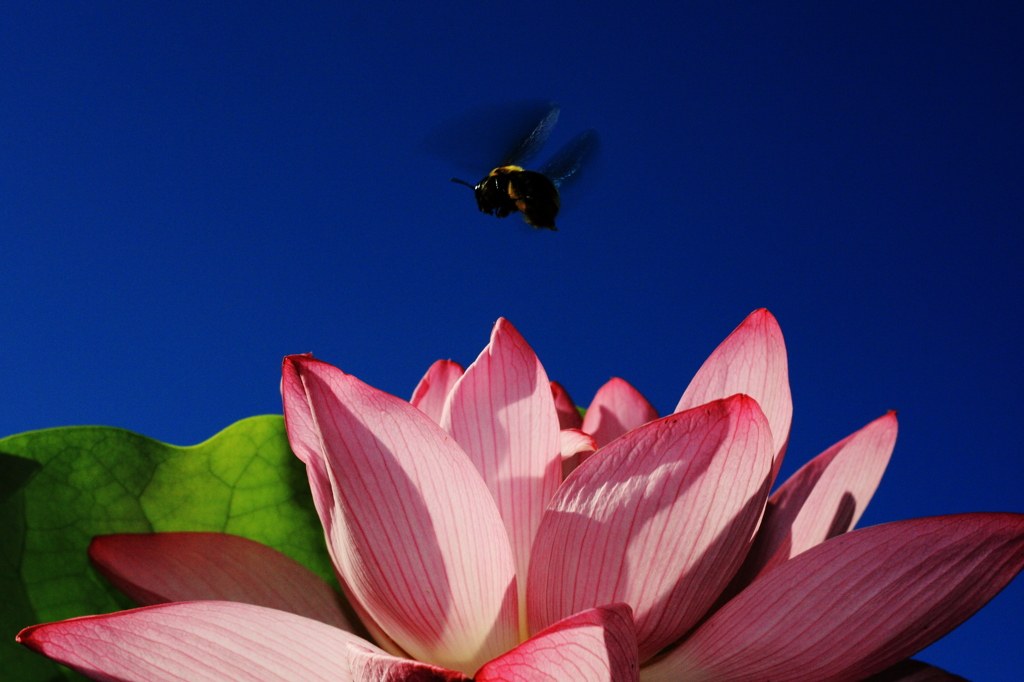 Lotus06