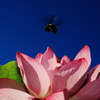 Lotus06
