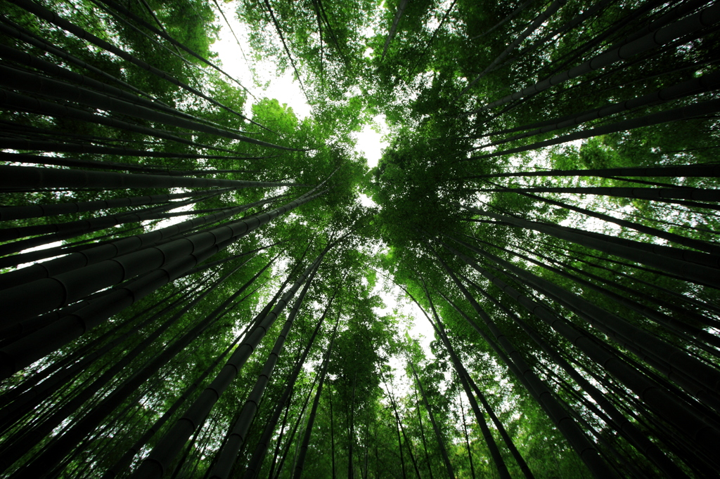 to the sky