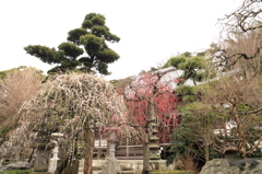 常立寺の枝垂れ梅