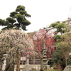常立寺の枝垂れ梅