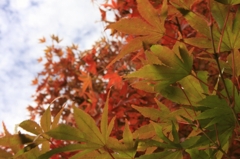 紅葉05