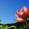 Lotus01