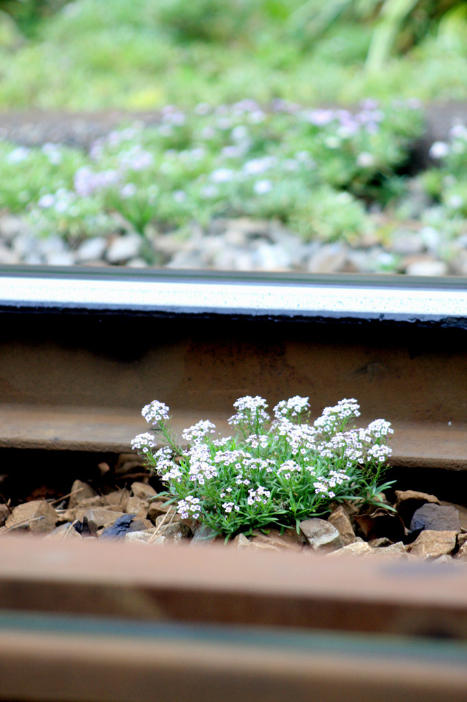 線路内の華