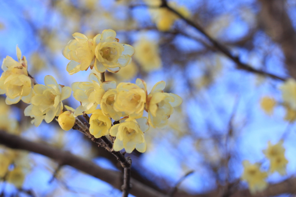曽我梅園（蝋梅）