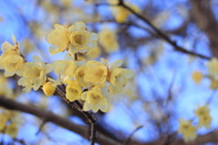 曽我梅園(蝋梅)