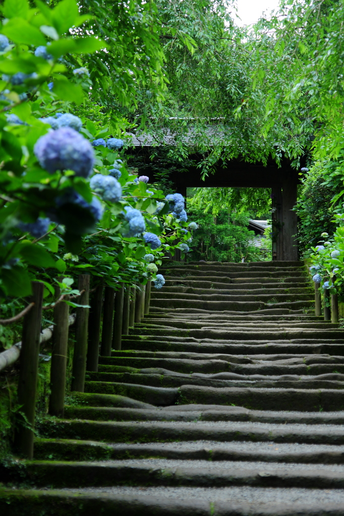 明月院　2011,06,11