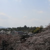 千手院からの松江城