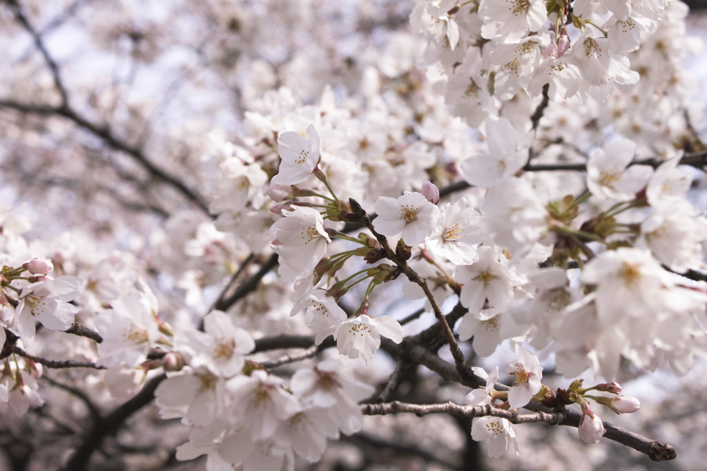 桜咲く空