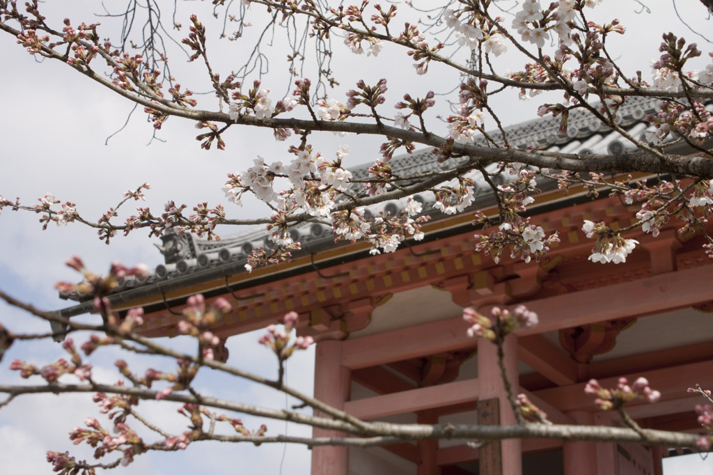 桜門