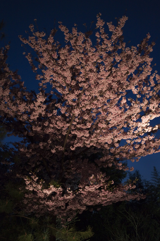 のびる桜