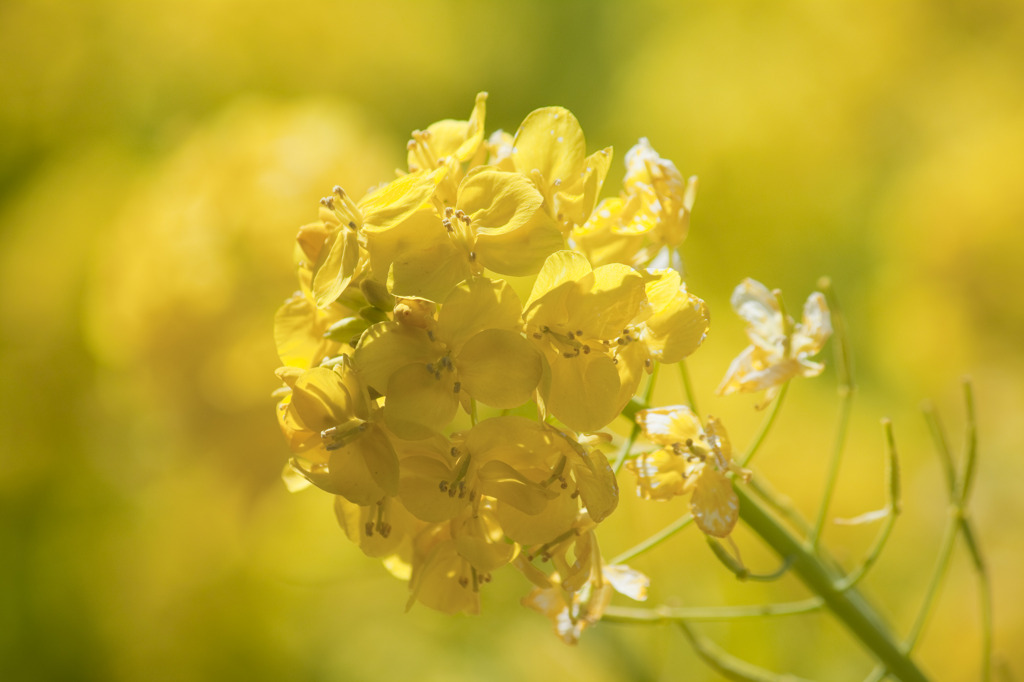 菜の花咲いた