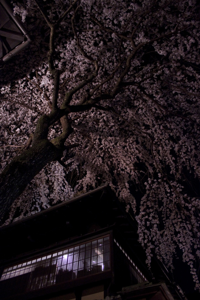 桜天井
