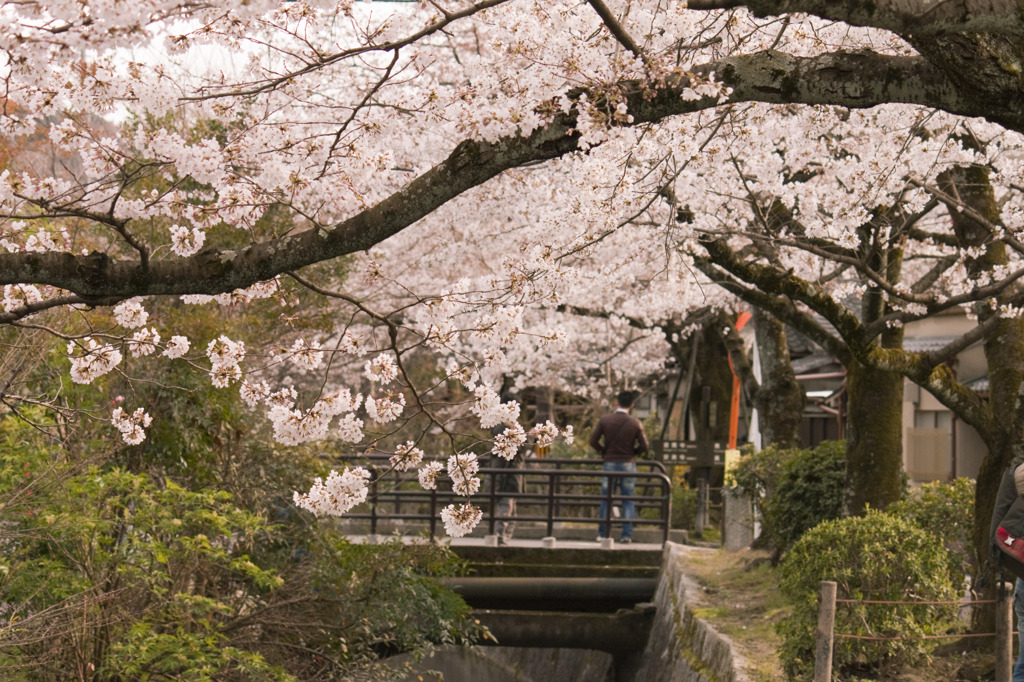 桜橋