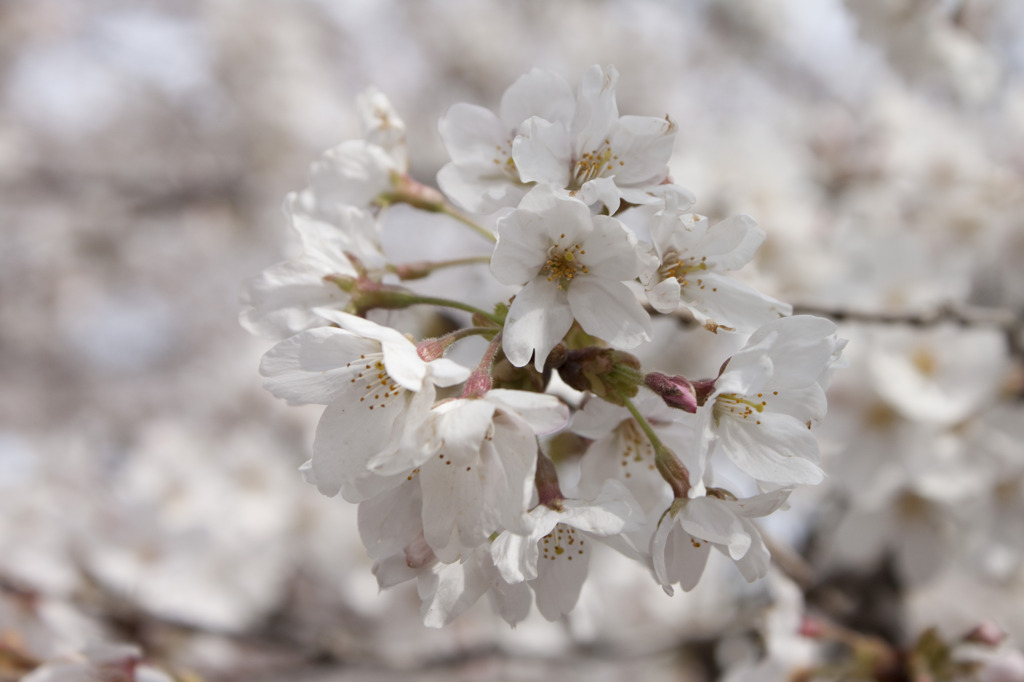 桜咲く