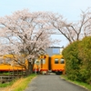 三岐鉄道　桜