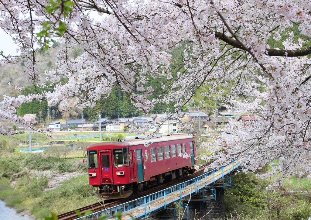桜の下の長良川鉄道