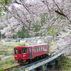 桜の下の長良川鉄道