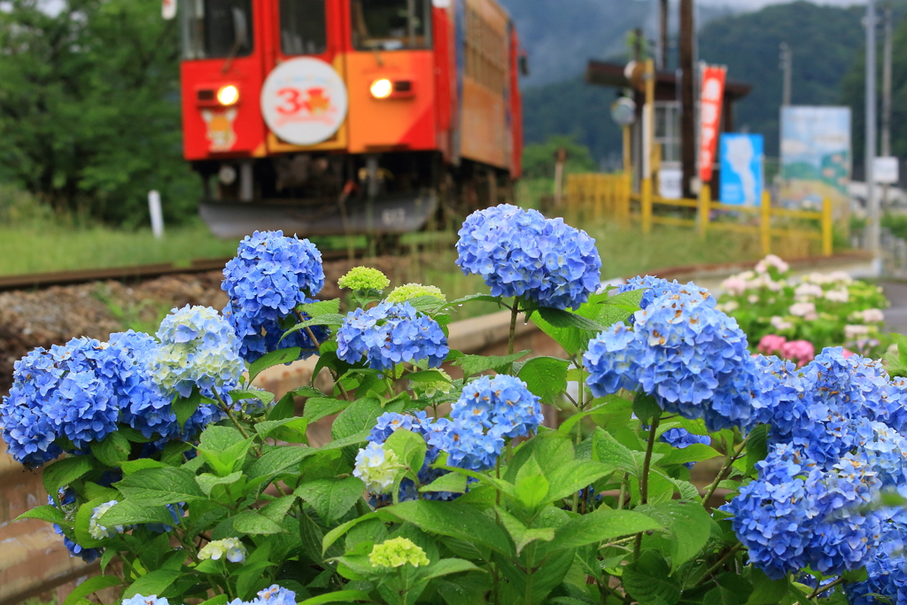 紫陽花