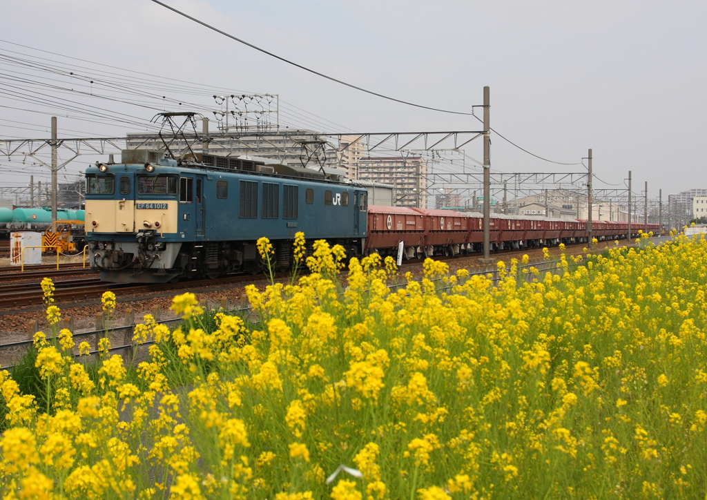 菜の花畑
