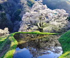 駒つなぎの桜10