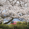 桜と赤い名鉄電車