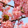 河津桜とメジロ