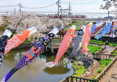 鯉のぼりと桜