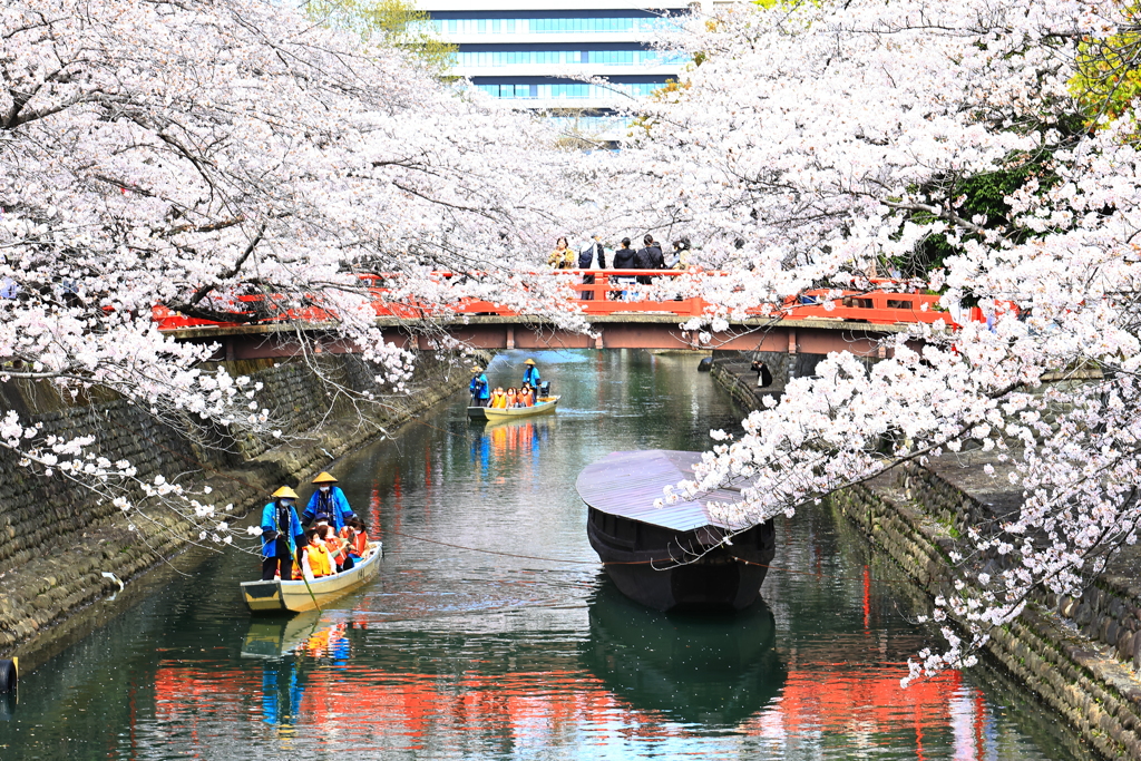 桜舟下り