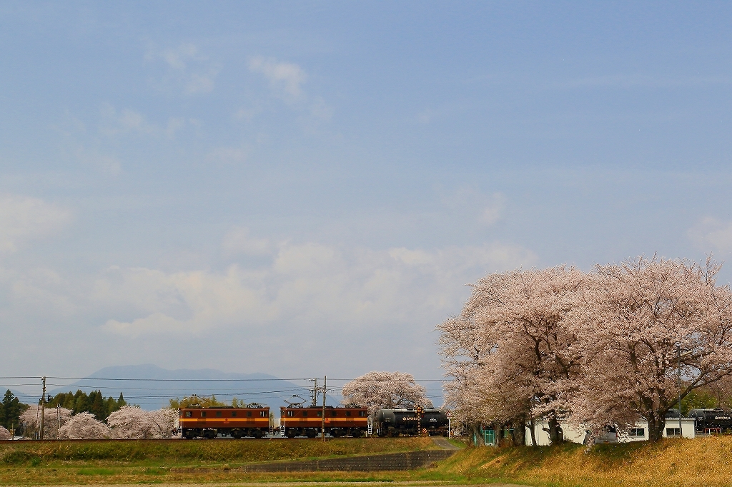 三岐鉄道　桜満開