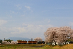 三岐鉄道　桜満開